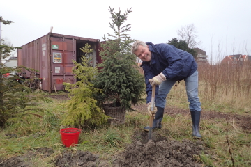 2016  –  Vrij Groen: Kerstbomenasiel ontvangt nieuwe bomen