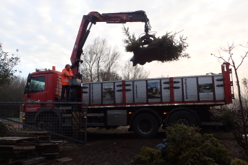 2017  – 10 februari  –  Vrij Groen is verhuisd naar tijdelijke plek – en plant 140 kerstbomen