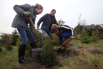 2018  –  3 januari –  Kerstbomenasiel open voor nieuwe bomen