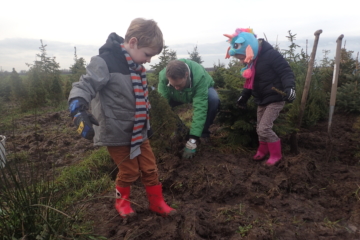 2018  –  Recordaantal bomen naar kerstbomenasiel gebracht, januari