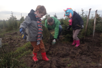 2018  –  Recordaantal bomen naar kerstbomenasiel gebracht, januari