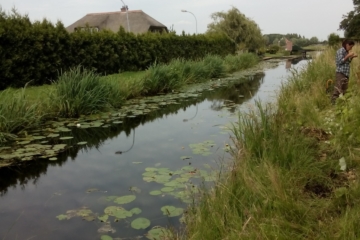 2018  – Vrijwilligers gezocht voor Citizen Science project oeverplanten, 4 april