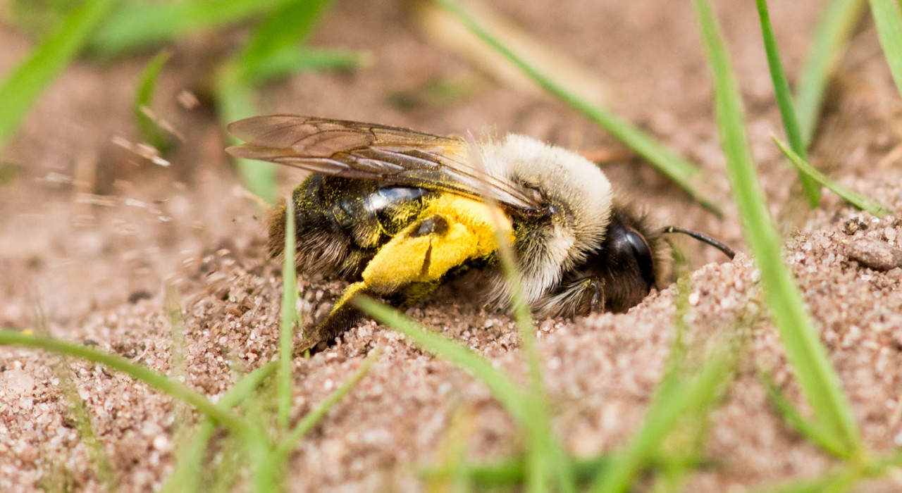 2018  –  Inspiratie-avond voor een tuin vol dieren, 5 mei