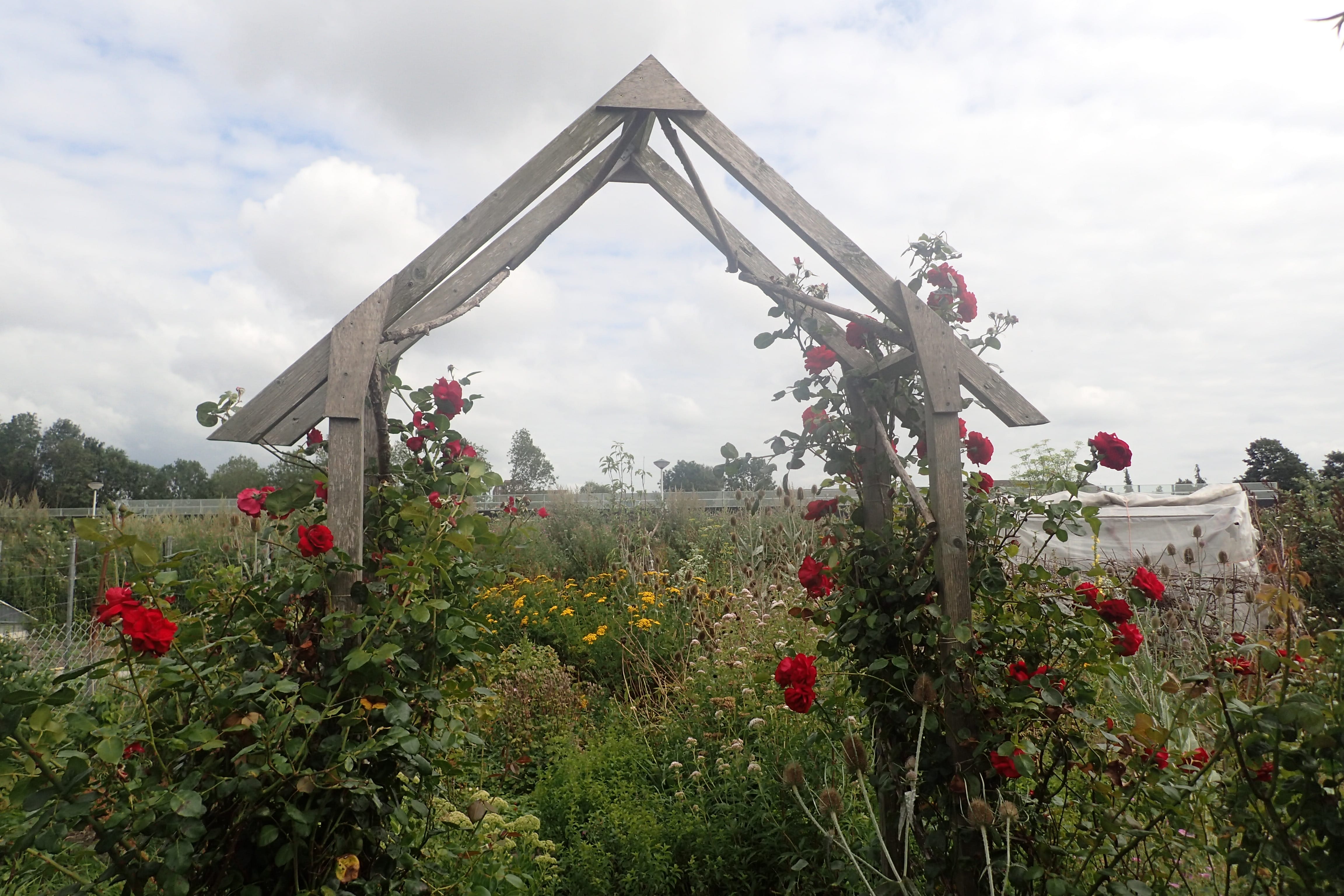 Bloemen planten: Natuurwerkdag bij Vrij Groen op 2 november 2019