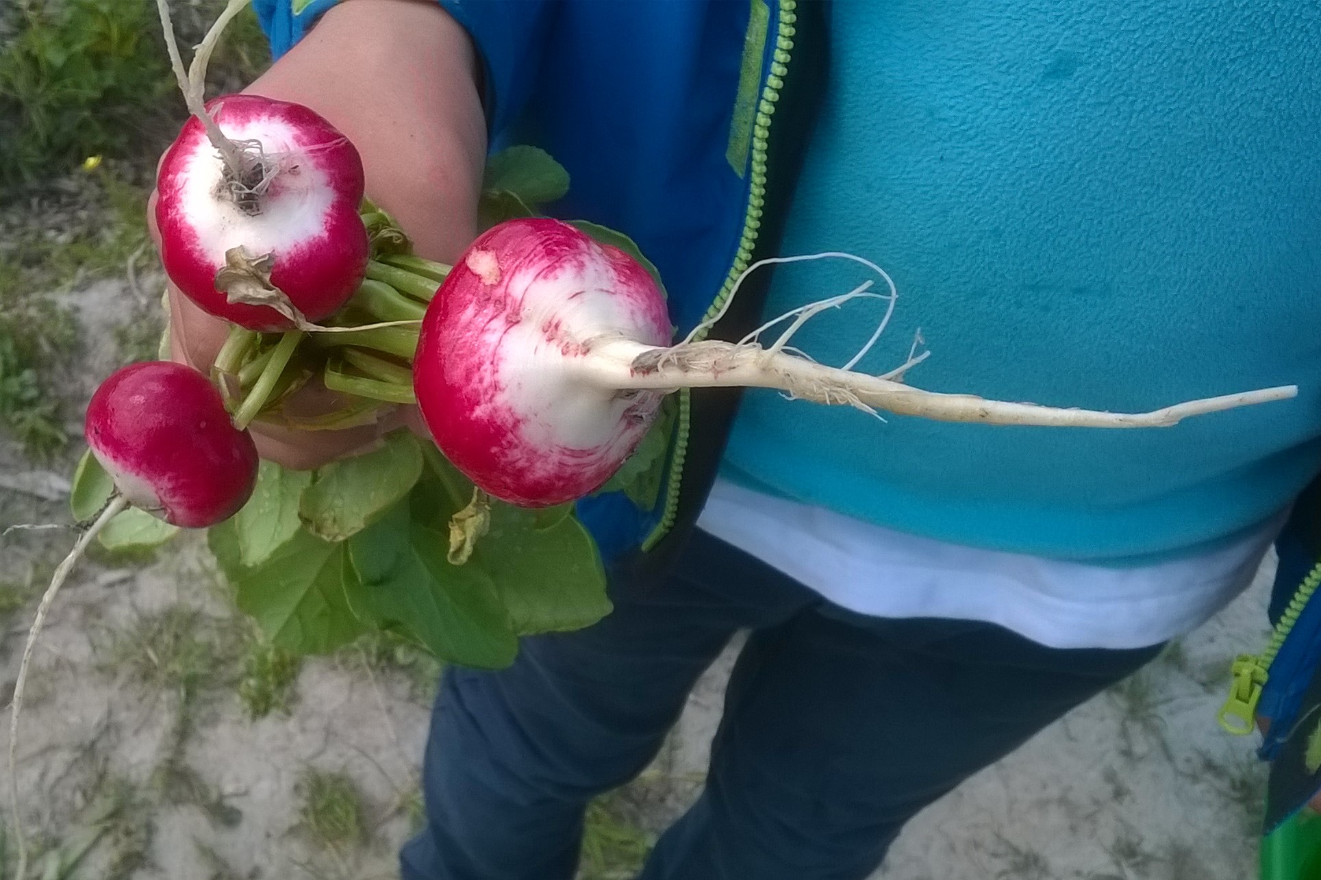 Goed Ideecafé 28 oktober: Eten uit de tuin en de buurt, met je kinderen