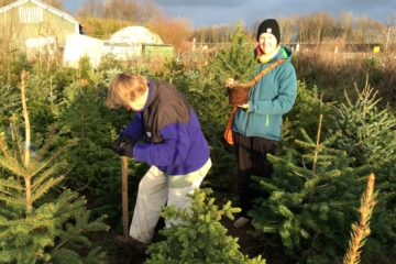 2020 Ruim 200 bomen in het kerstbomenasiel bij Vrij Groen