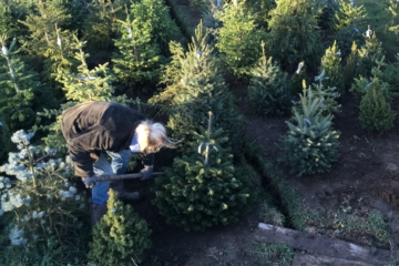 2021 Nieuwe kerstbomen welkom bij kerstbomenasiel. Reserveer een tijd