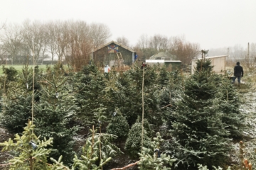 2021 Het kerstbomenasiel van Vrij Groen staat weer vol bomen