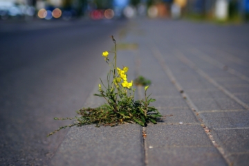 2023 – 15 mei – Op ontdekking naar stadsnatuur