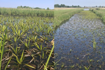 Groen Ideecafé 13 juli 2026:  Excursie naar Land van Ons Oud Ade
