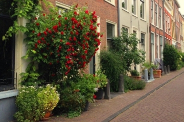 Groen Ideecafé 19 oktober: Je eigen groene stadsoase, begin in de herfst!